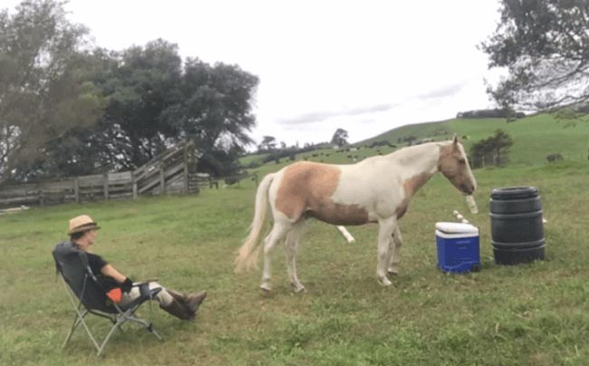 The Bartending Equine